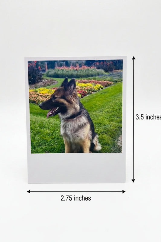 Polaroid style photo of a dog with dimensions indicated on a white background