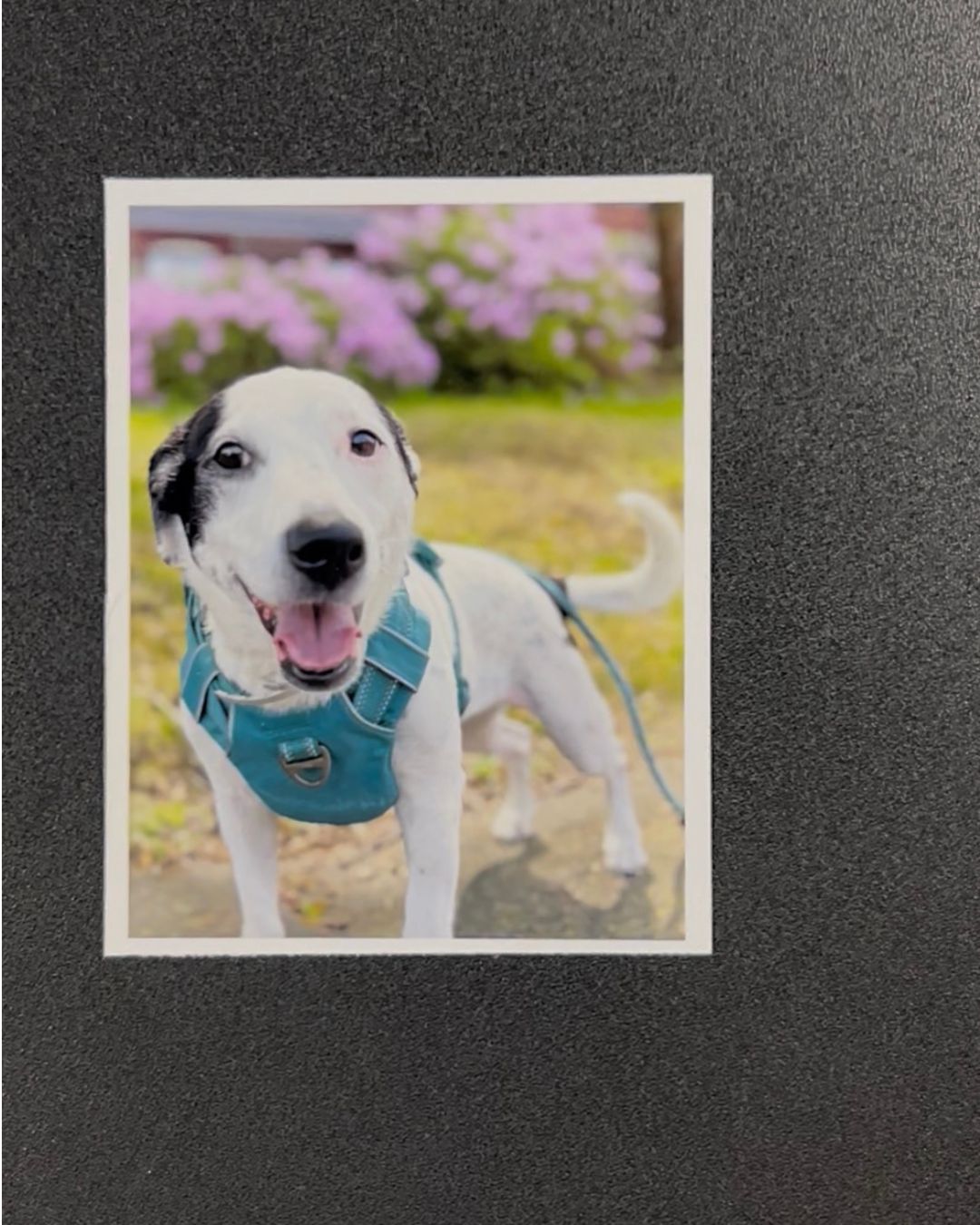 Dog wearing a blue harness with a blurred floral background