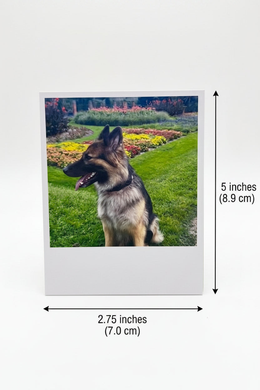 Polaroid style photo of a dog with dimensions indicated on a white background