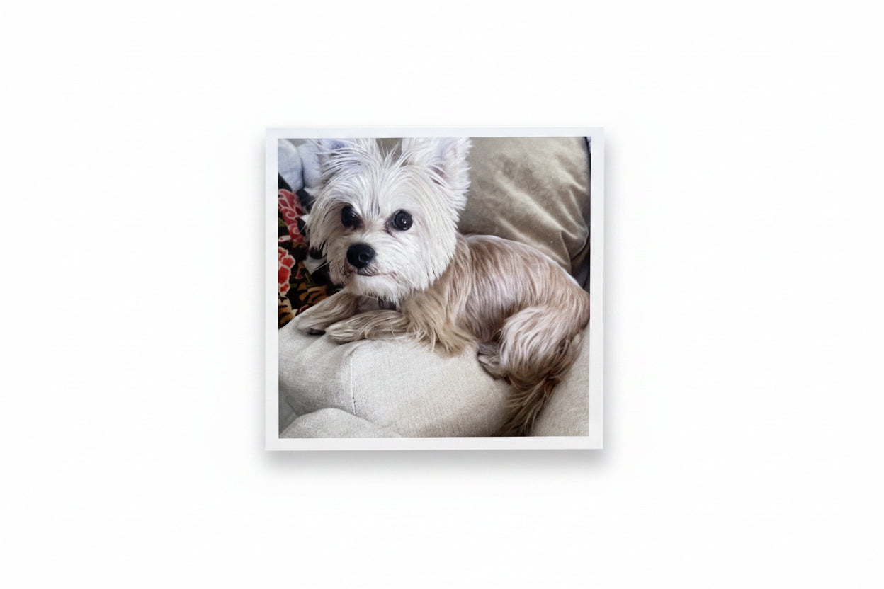 Small size photo magnet of a white dog lying on a cushion 