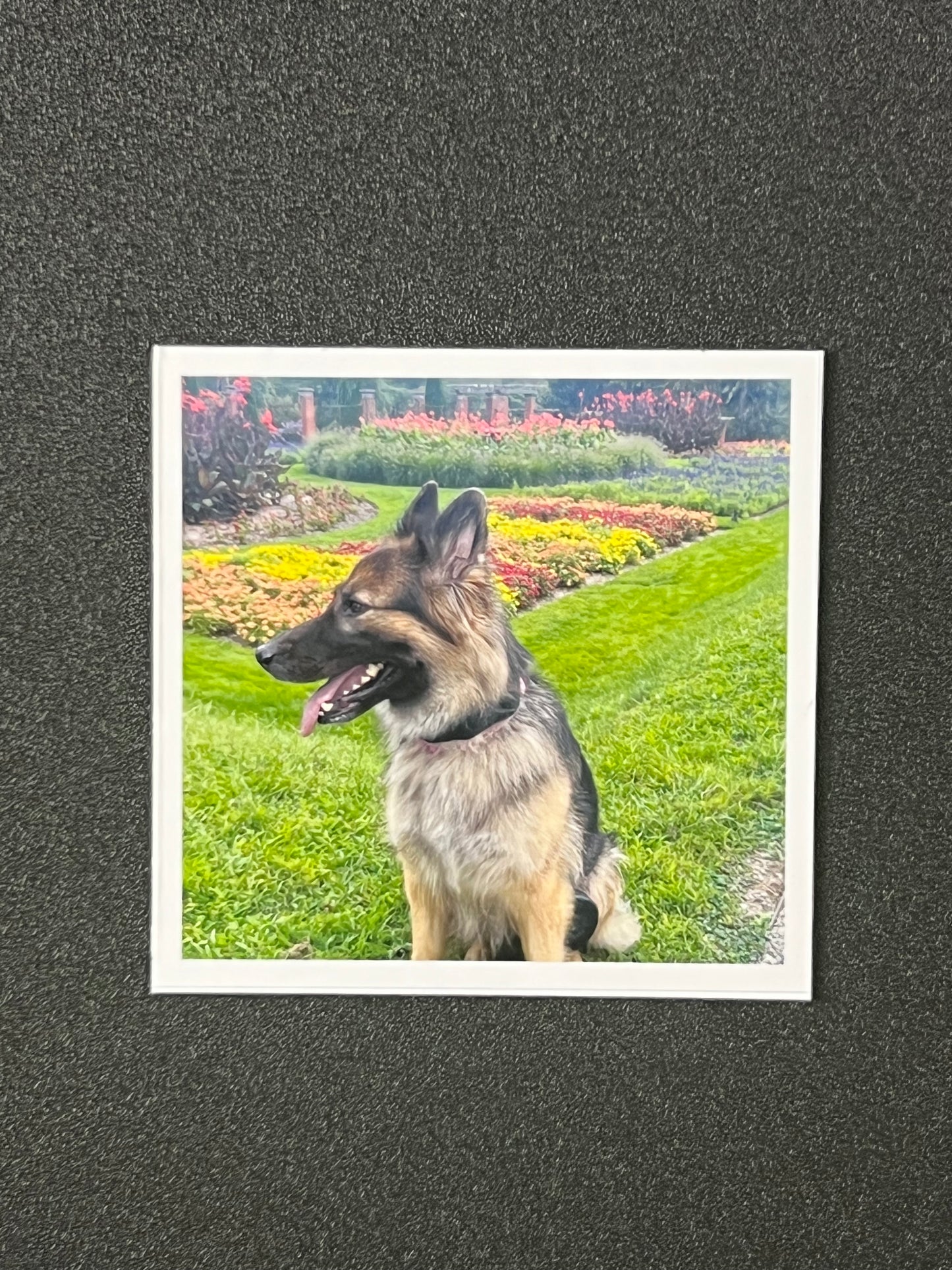 Matted photograph of a German Shepherd dog sitting on grass with flowers in the background