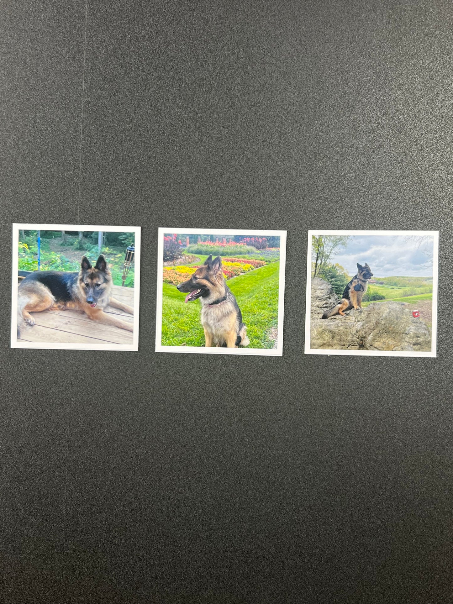 Three framed pictures of a German Shepherd dog on a dark wall.